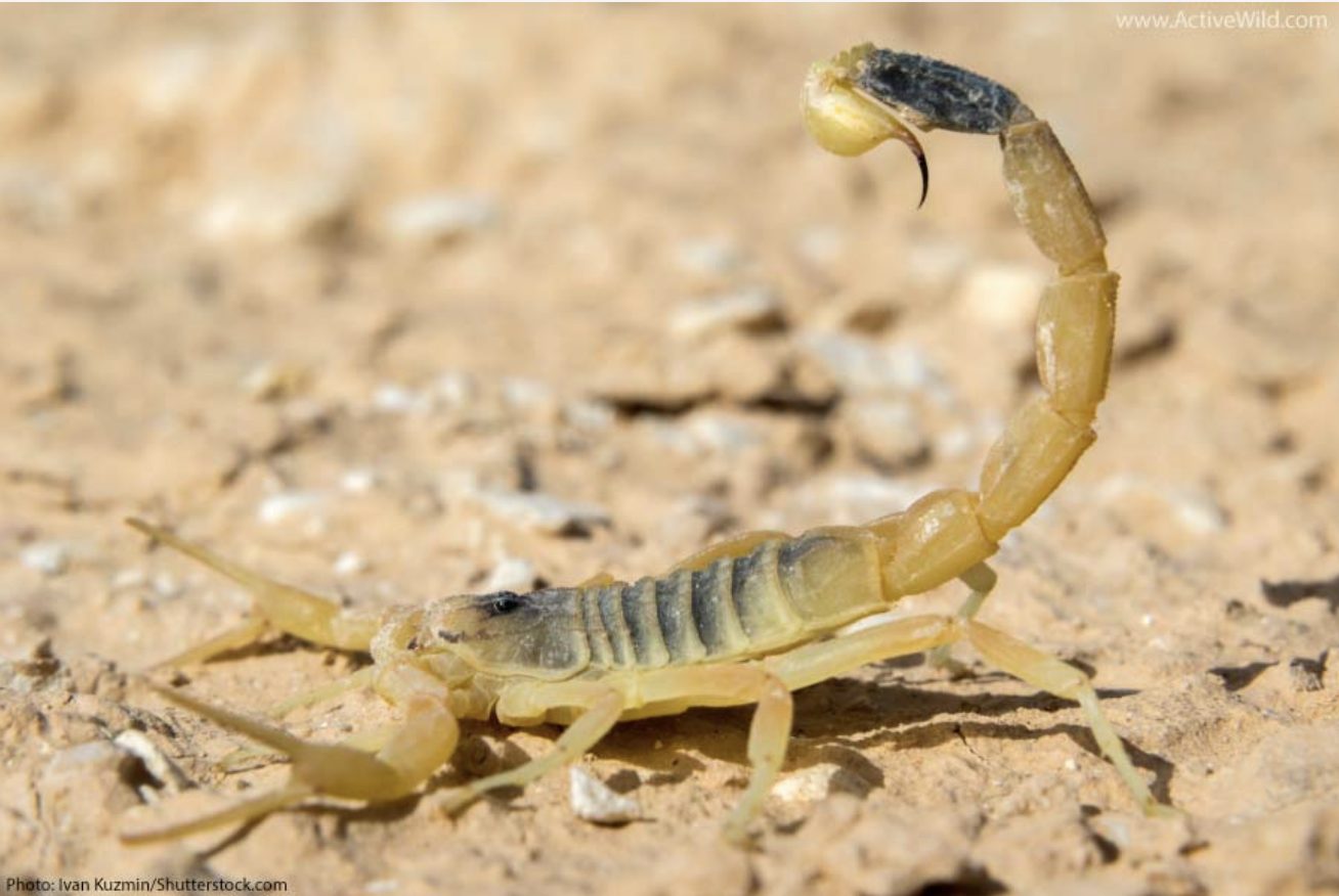 A pale desert scorpion on sandy ground, tail curled overhead