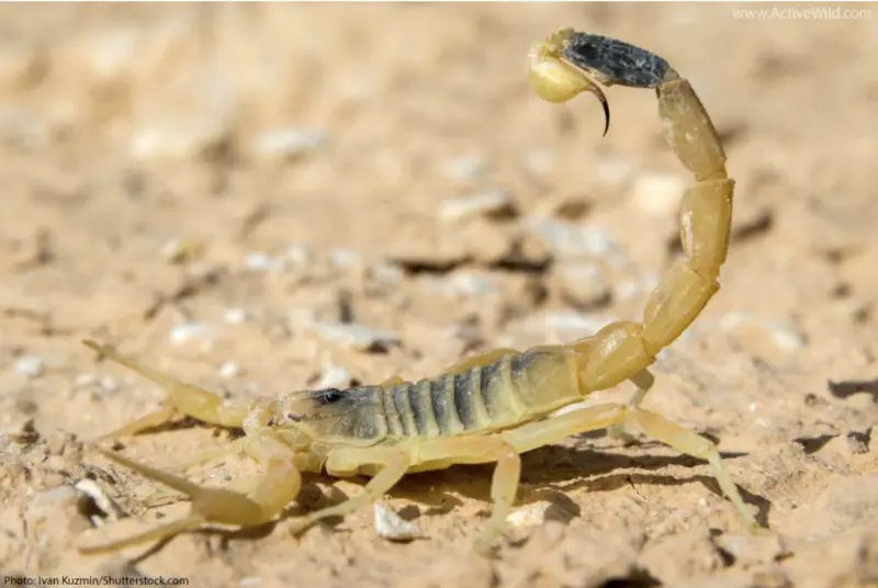 A pale desert scorpion on sandy ground, tail curled overhead