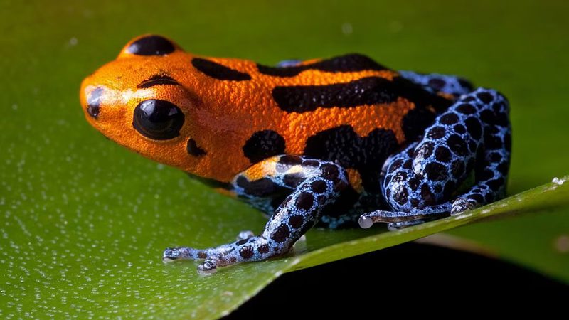 A tiny poison dart frog, bright orange with blue-and-black legs, on a green leaf